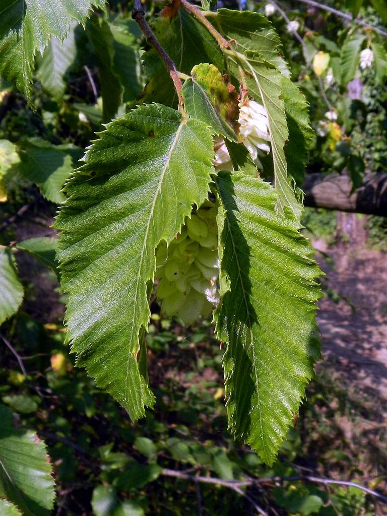 Ostrya carpinifolia / Carpino nero